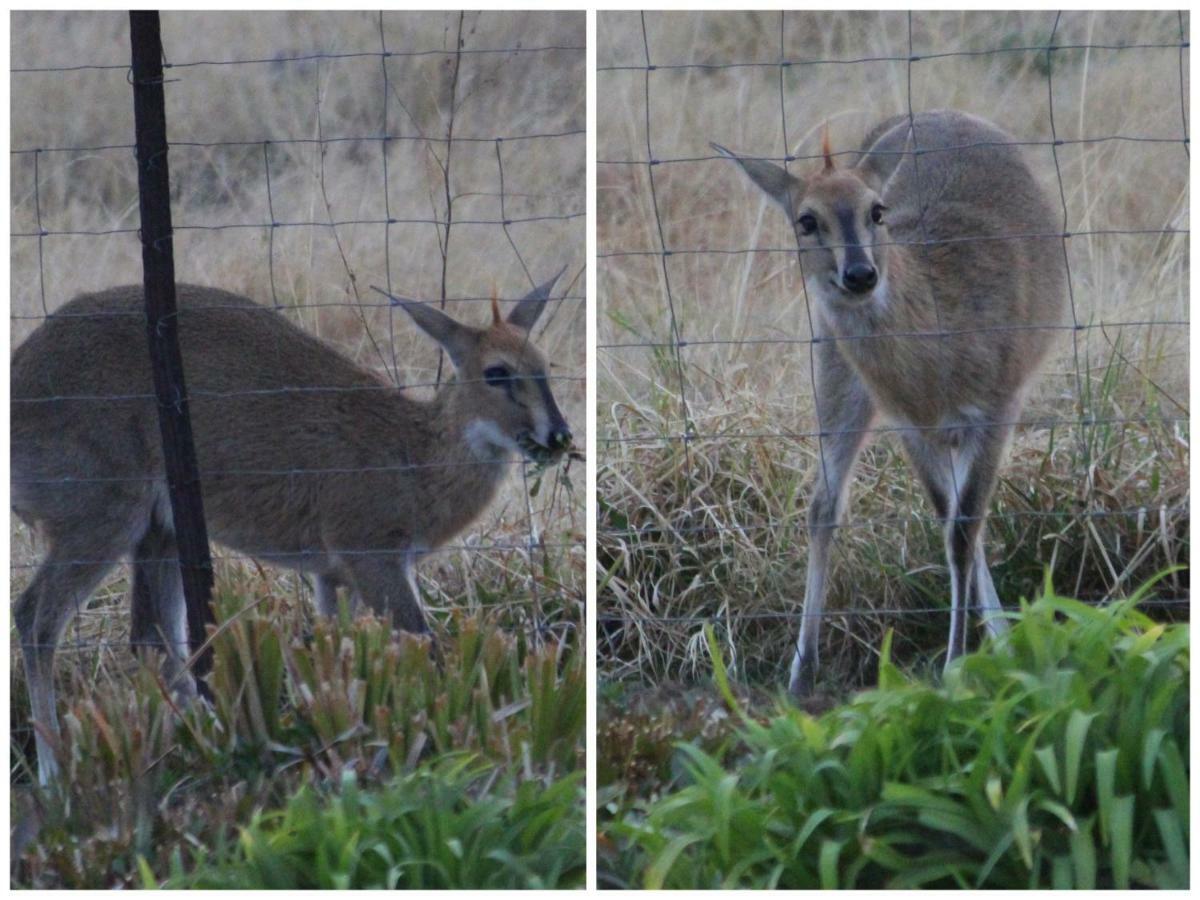 Amohela Ho Spitskop Country Retreat & Conservancy Ficksburg Eksteriør bilde